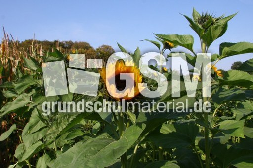 Sonnenblumen-044.jpg